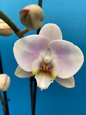 Phalaenopsis noid hybrid for sale  San Francisco