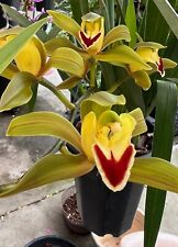 Cymbidium orchid. plant for sale  San Jose