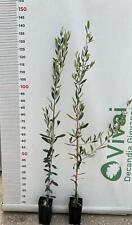 N.2 pianta ulivo usato  Altamura