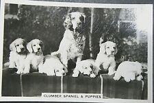 Clumber spaniel puppies for sale  DERBY