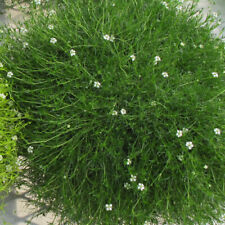 Sagina moss green for sale  LLANDYSUL