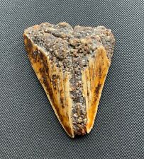 Megalodon shark tooth for sale  UK