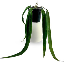 Plantas vivas Anthurium Pallidiflorum | Plantas verdes vivas para ambientes internos, usado comprar usado  Enviando para Brazil