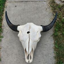 Buffalo skull for sale  Faribault