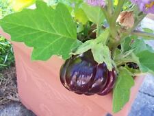 Ruffled red eggplant for sale  Massillon