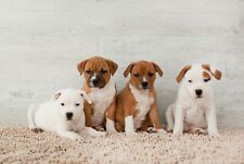 Staffie puppies poster for sale  SELBY