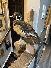 Beautiful wood duck for sale  Reading