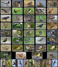 Usado, BRITISH BIRDS Common & Rare Garden & Songbirds (M - Y) Fridge Magnets segunda mano  Embacar hacia Argentina