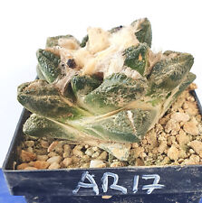Ariocarpus 7cm topf gebraucht kaufen  Alzenau
