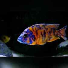 Peacock cichlid for sale  PAISLEY