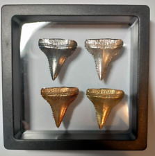 Silver shark tooth for sale  Fernandina Beach