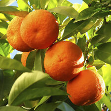 Large orange tree for sale  PETERBOROUGH