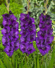 Purple flora gladiolus for sale  Benton Harbor