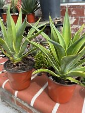 Agave desmetiana variegated. for sale  Inglewood