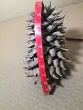 Giant Pine Cone Extra Large Bowl Display Holiday Nature Christmas Decor 9+ inch, used for sale  Shipping to South Africa