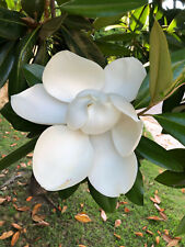 Magnolia grandiflora tree usato  Napoli