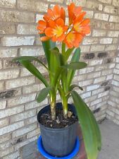 Clivia tropical inch for sale  Orland Park