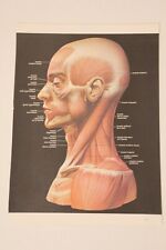 Planche anatomie 1987 d'occasion  Bergerac