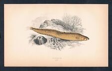 1870 butterfisch butterfish gebraucht kaufen  Seubersdorf
