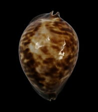 Used, Shell Cypraea ZOILA THERSITES S.Australia 90,1 mm # BIG SIZE for sale  Shipping to South Africa
