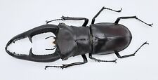 Hexarthrius mandibularis sumatranus, A1, 102 mm, XL, #LH27 for sale  Shipping to South Africa