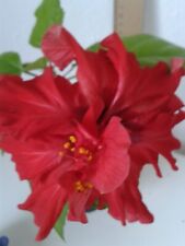 Hibiscus rosa sinensis gebraucht kaufen  Nersingen