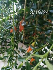 Live goldfish plant for sale  Camas