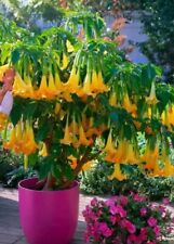 Angels trumpet brugmansia for sale  ROCHESTER
