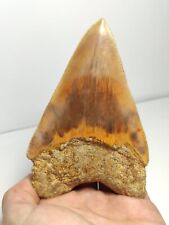 Stupendo fossile dente usato  Milano
