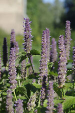 Anise hyssop anise for sale  Phoenix