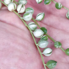 Senecio rowleyanus variegata for sale  LEIGH
