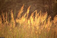 501 indian grass for sale  Wichita