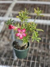 Desert rose live for sale  Saint Cloud