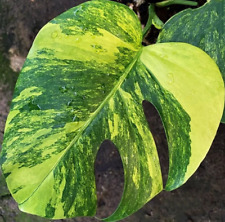 monstera plant for sale monstera plant for sale Shipping to Canada