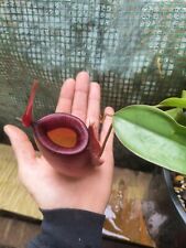 Nepenthes ampullaria red for sale  Winlock