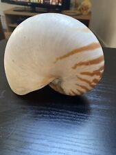 chambered nautilus for sale  BOURNEMOUTH
