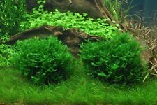 10g subwassertang pelia for sale  PLYMOUTH