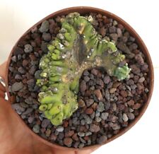 Myrtillocactus geometrizans CRESTED CRESTATE 86B for sale  Shipping to South Africa