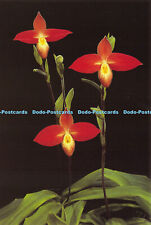 D037842 Jersey. Eric Young Orchid Foundation. Trinity. Phragmipedium Besseae. A, used for sale  Shipping to South Africa