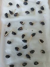 5 x sementes de tiro germinadas de palma de batom - Pronto para plantar Cyrtostachys Renda comprar usado  Enviando para Brazil
