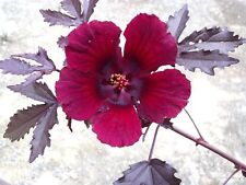 Hibiscus acetosella rare for sale  Miami