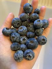 Blueberry seeds homegrown for sale  Copperas Cove
