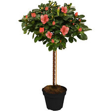 Azalea japonica tree for sale  UK