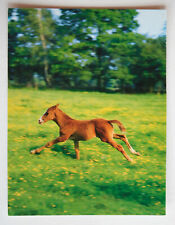 Pferde postkarte rolf gebraucht kaufen  Langen