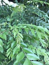 Organic curry leaves for sale  Riverview