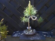 pine tree for sale  CANNOCK