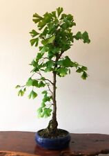 Ginkgo bonsai tree for sale  LEEDS