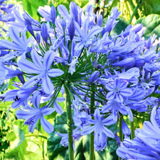 Agapanthus brilliant blue for sale  UK