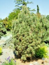 Pinus sylvestris 'Spanns Slow Column' comprar usado  Enviando para Brazil