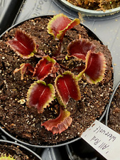 Dionaea muscipula all gebraucht kaufen  Langendreer